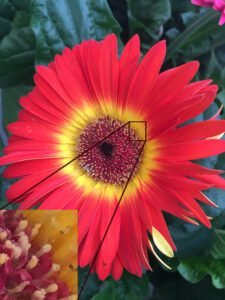 Foto de uma flor vermelha com detalhe de vídeo pixelado