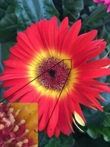 Foto de uma flor vermelha com detalhe de vídeo pixelado