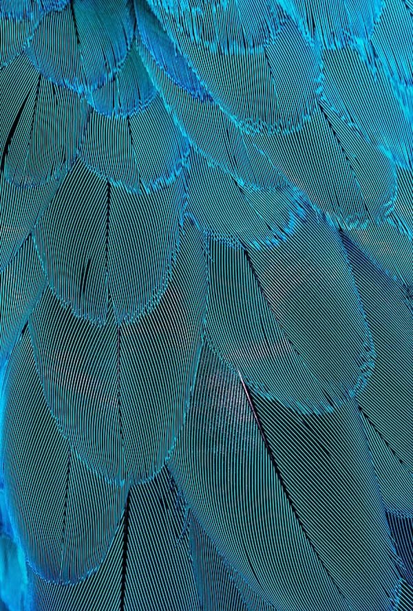 Moire