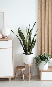 Home office com plantas